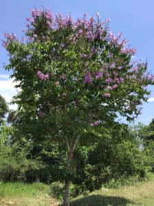 Purple flower tree