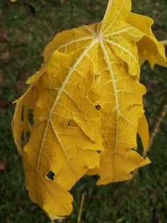 yellow leaf