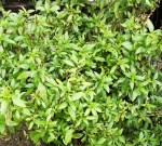 Basil supply and demand